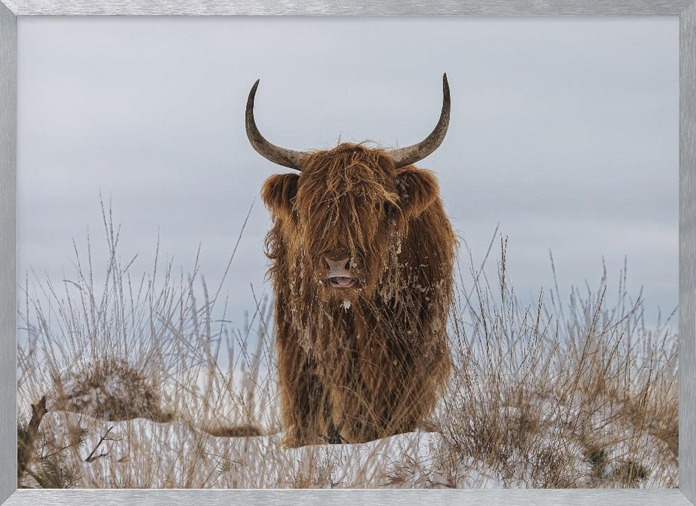 Highlander in Snow - Poster / Art Print