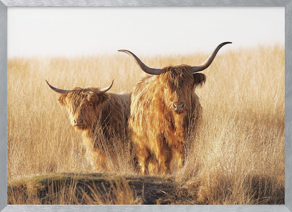 Young and old Highlander - Poster / Art Print