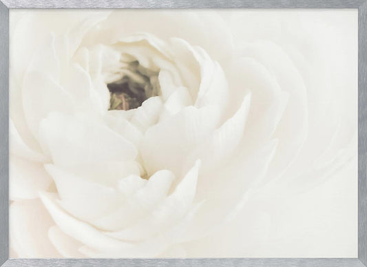 White Flower 02 - Poster / Art Print