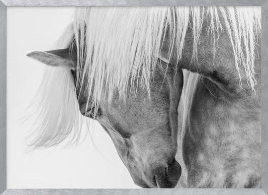 Halflinger Portrait - Poster / Art Print