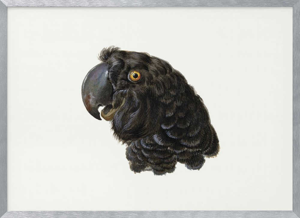 Cockatoo - Poster / Art Print
