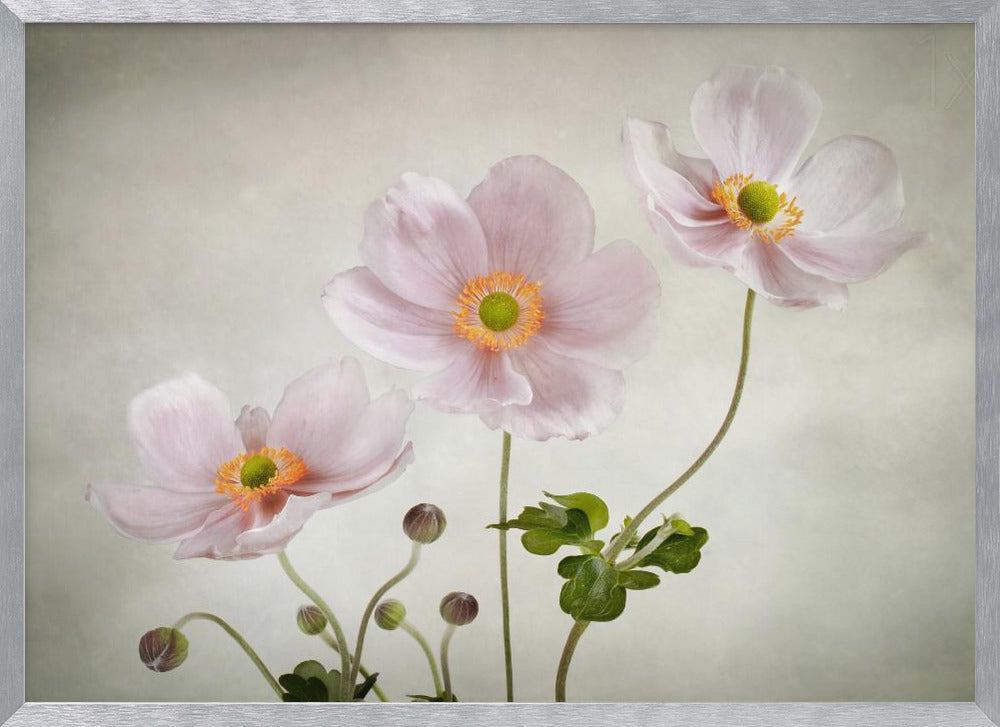 Anemones - Poster / Art Print