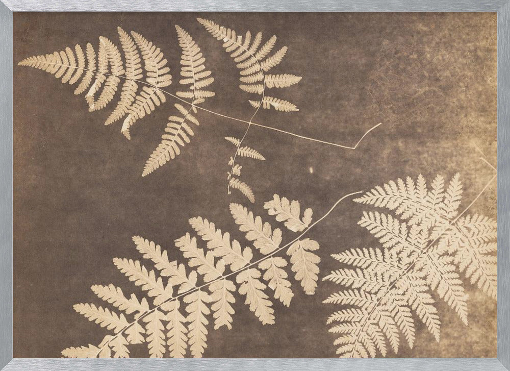 Fern Leaves 1850 - Poster / Art Print
