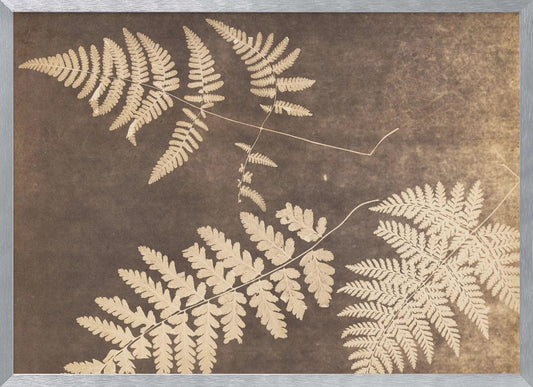 Fern Leaves 1850 - Poster / Art Print