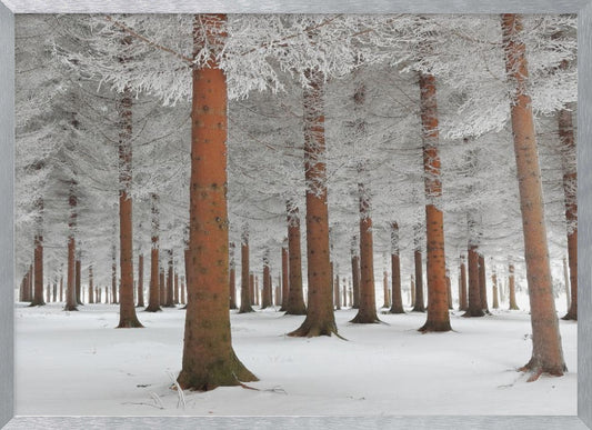 In White - Poster / Art Print