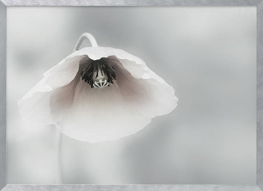 Ephemeral Beauty - Poster / Art Print