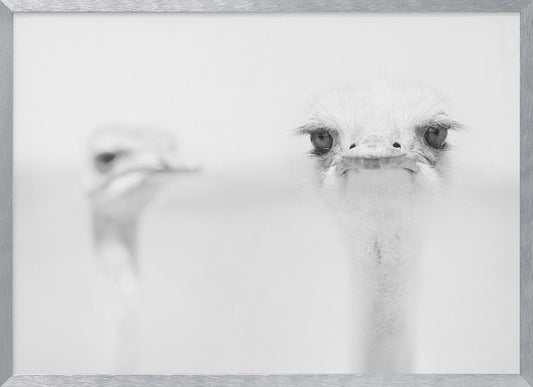Funny ostrich - Poster / Art Print