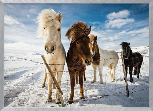 Icelandic Hair Style - Poster / Art Print