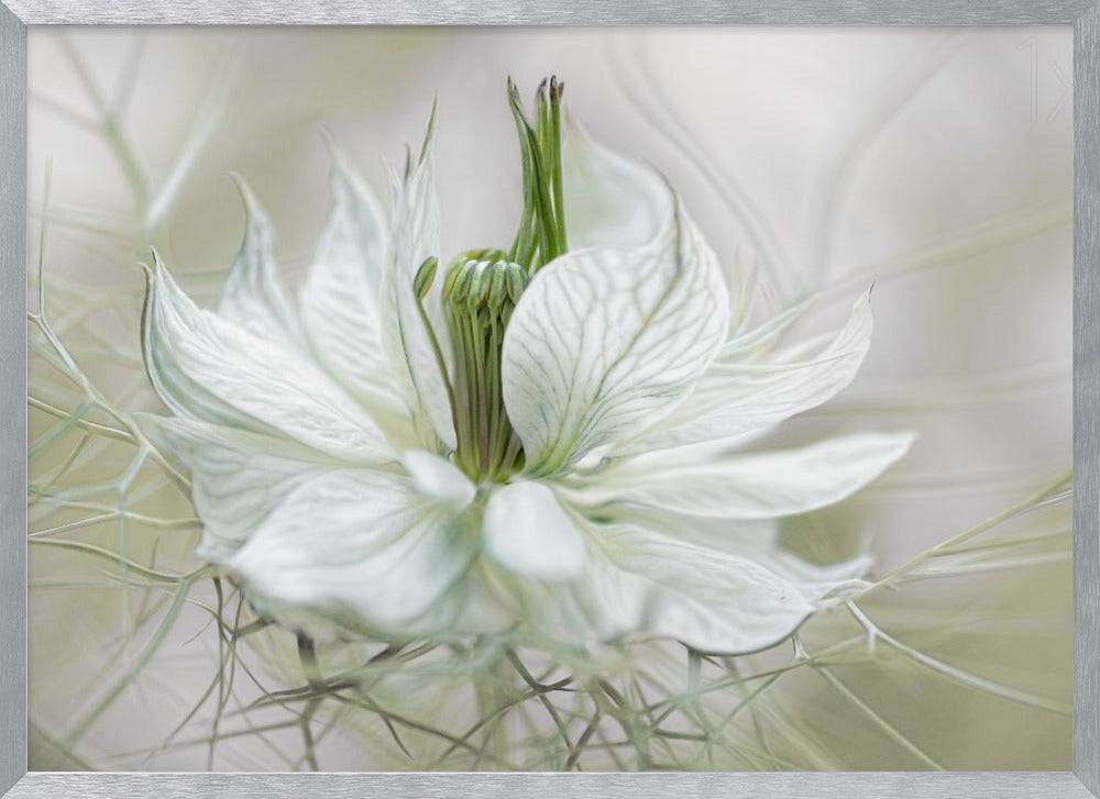 Nigella - Poster / Art Print