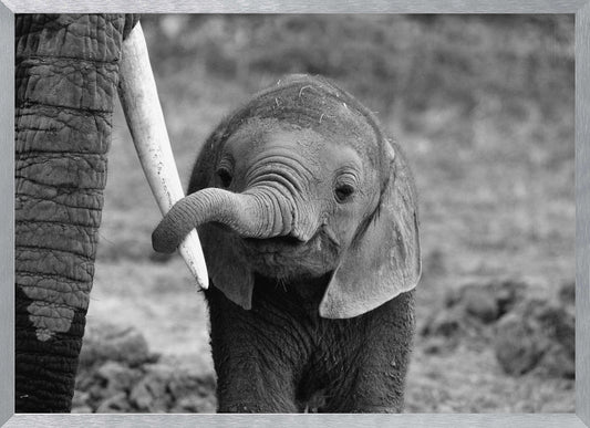 Close - Poster / Art Print