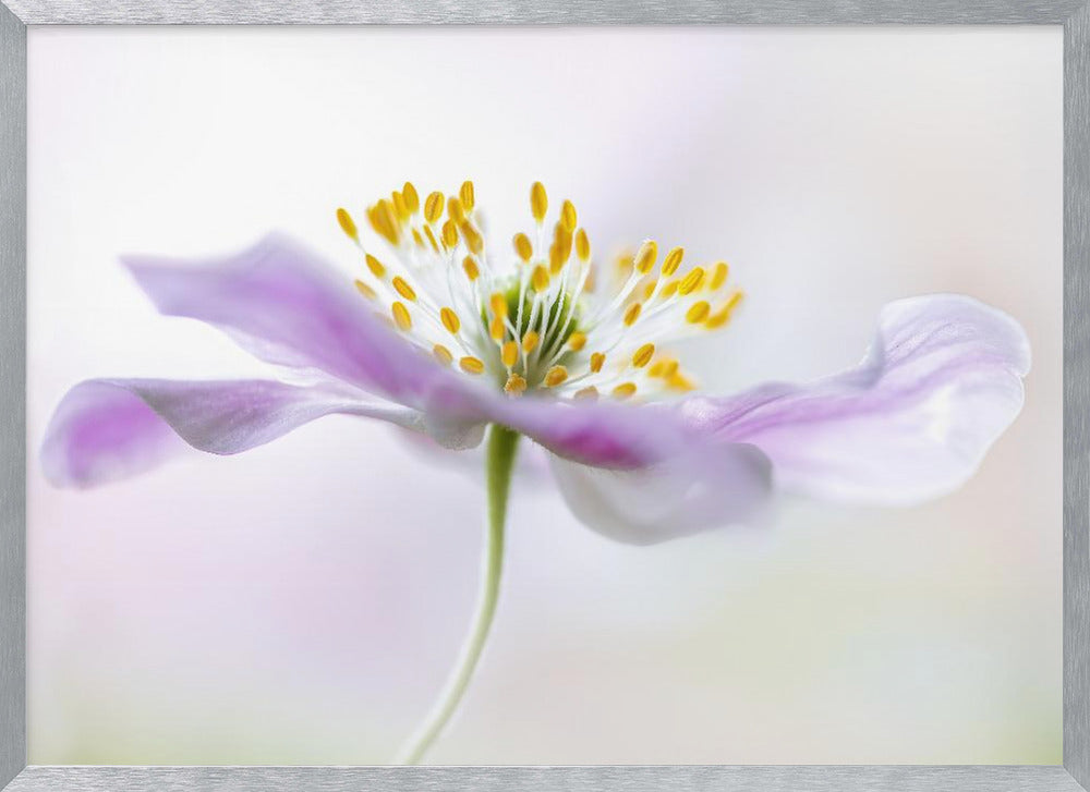 Wood Anemone - Poster / Art Print