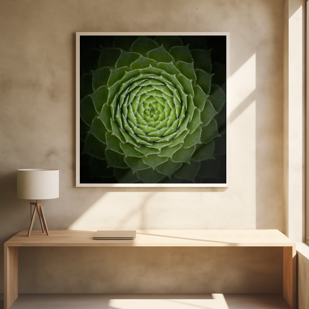 Succulent - Poster / Art Print