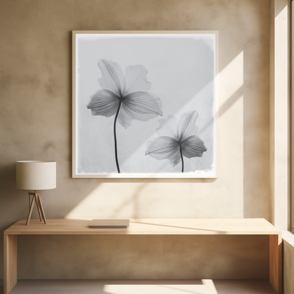 Anemone hupehensis - Poster / Art Print