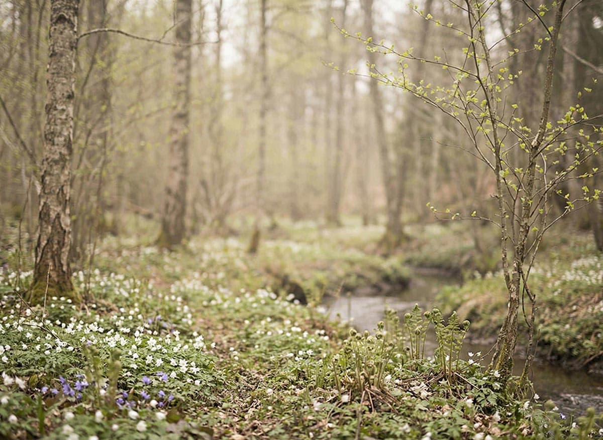 Vårlandskap med vitsippor — Care of Posters