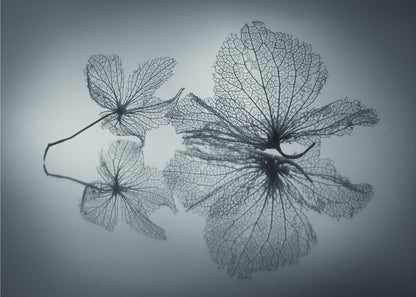 Ephemeral Beauty - Poster / Art Print