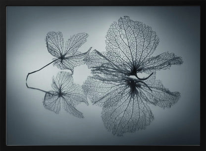 Ephemeral Beauty - Poster / Art Print