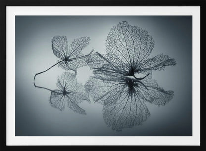 Ephemeral Beauty - Poster / Art Print