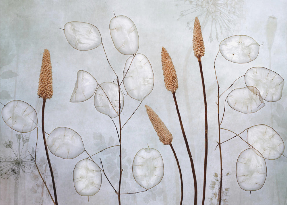 Lunaria - Poster / Art Print