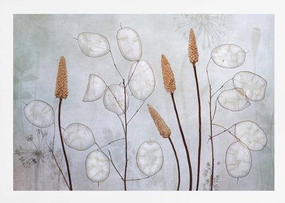 Lunaria - Poster / Art Print