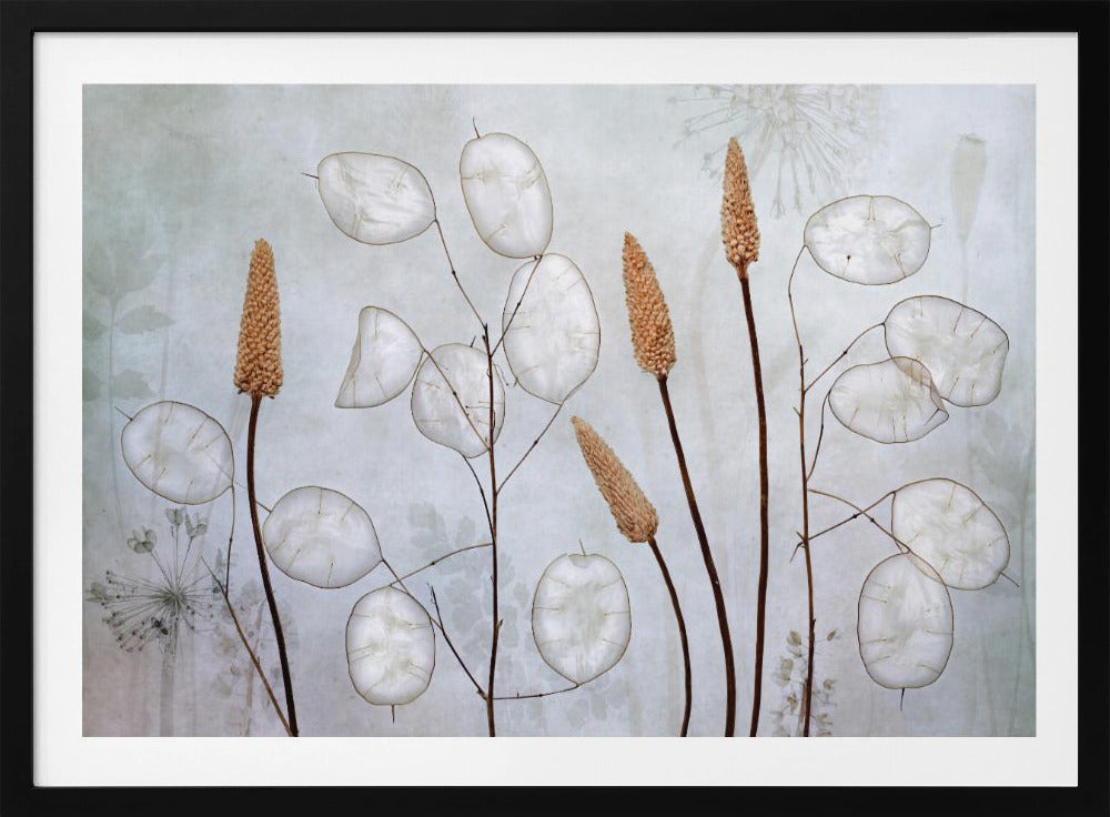 Lunaria - Poster / Art Print