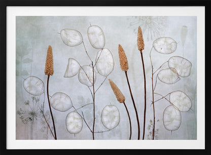Lunaria - Poster / Art Print