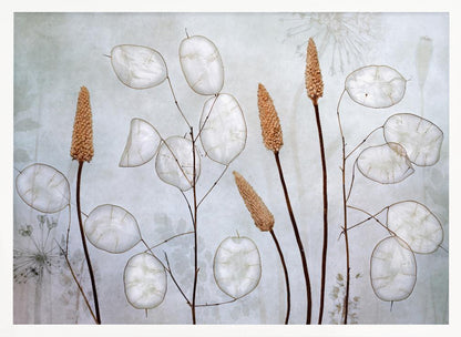 Lunaria - Poster / Art Print