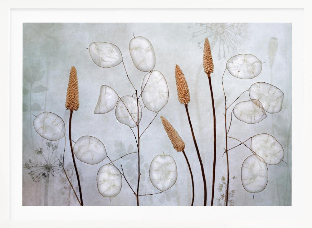 Lunaria - Poster / Art Print
