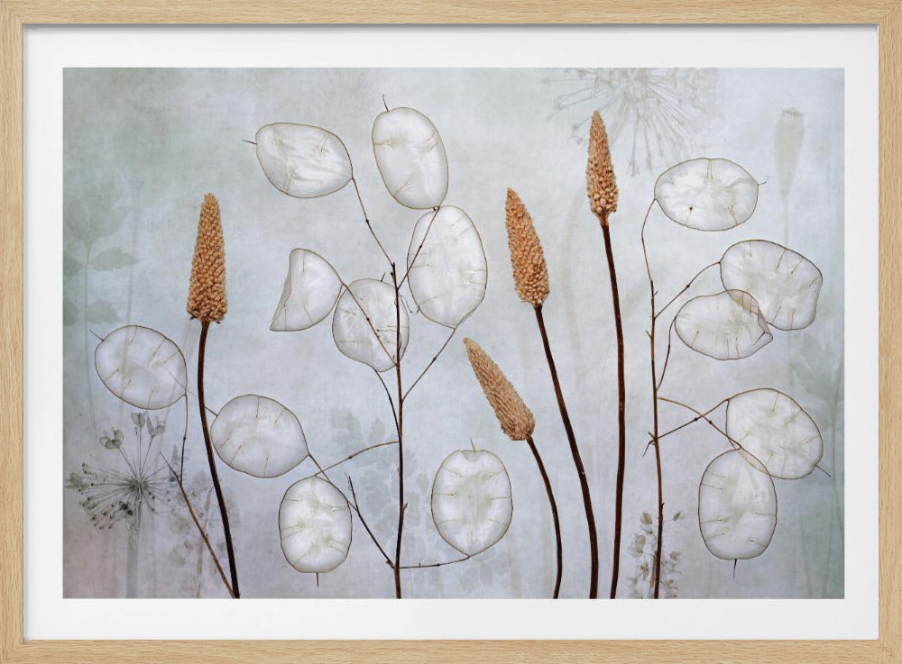 Lunaria - Poster / Art Print