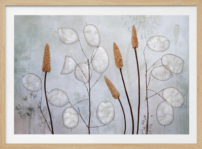 Lunaria - Poster / Art Print