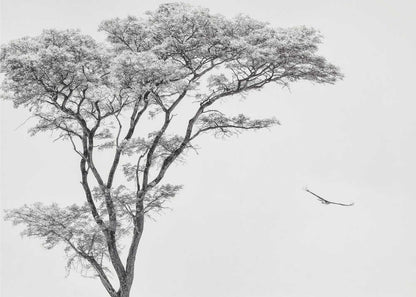 Black and white photograph of a large tree with a single bird flying against a light sky, nature wall art.