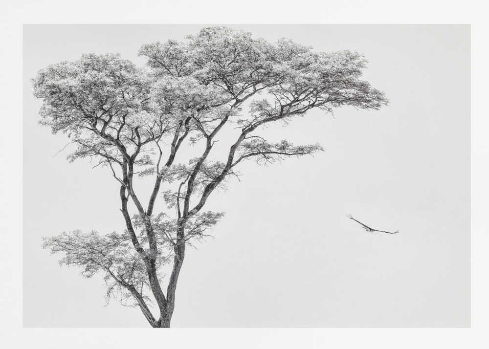 Black and white photograph of a large tree with a single bird flying against a light sky, nature wall art.