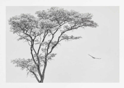 Black and white photograph of a large tree with a single bird flying against a light sky, nature wall art.