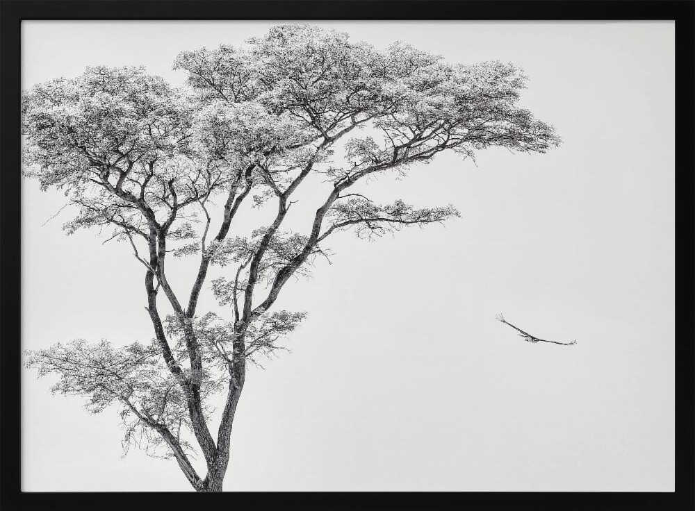 Black and white photograph of a large tree with a single bird flying against a light sky, nature wall art.