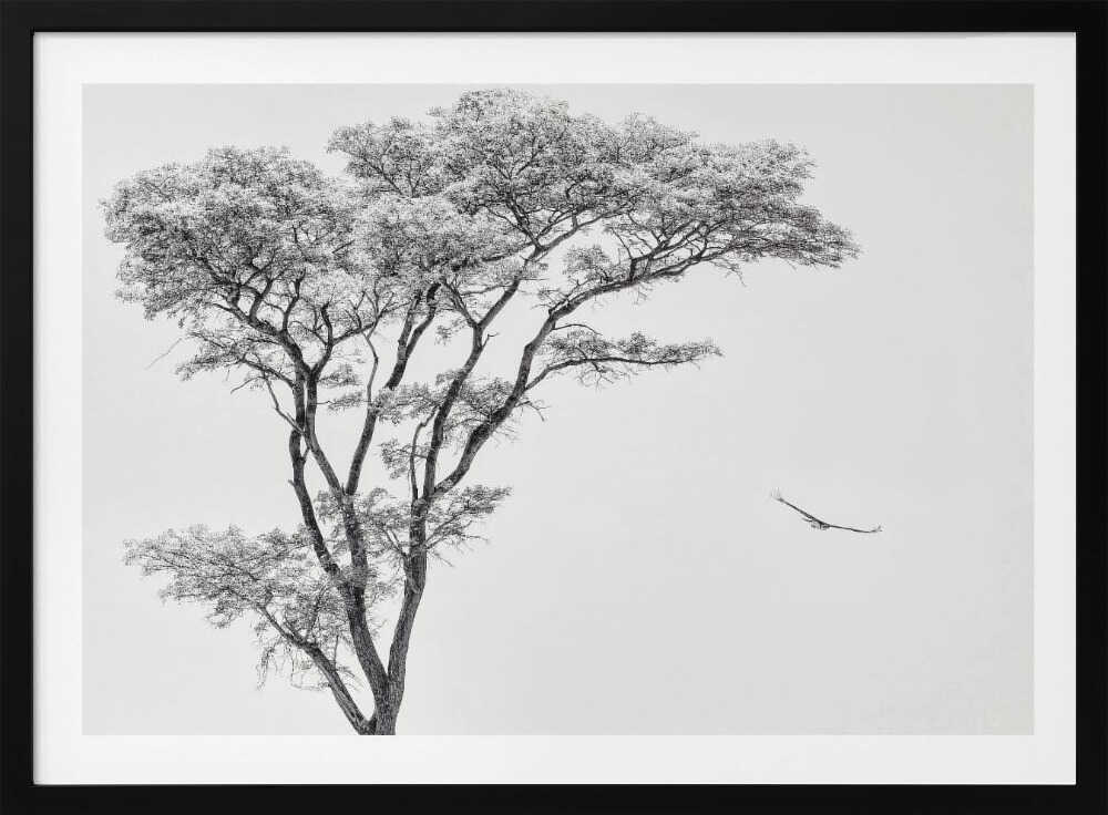 Black and white photograph of a large tree with a single bird flying against a light sky, nature wall art.