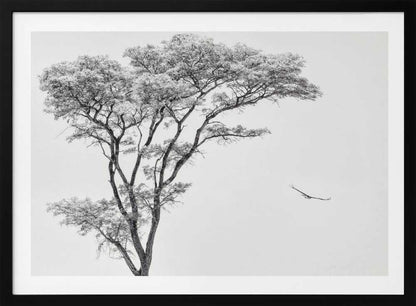 Black and white photograph of a large tree with a single bird flying against a light sky, nature wall art.