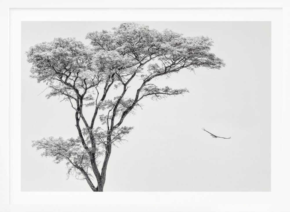 Black and white photograph of a large tree with a single bird flying against a light sky, nature wall art.