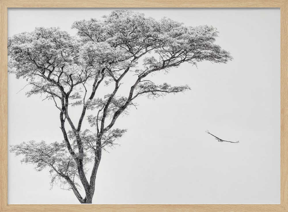 Black and white photograph of a large tree with a single bird flying against a light sky, nature wall art.