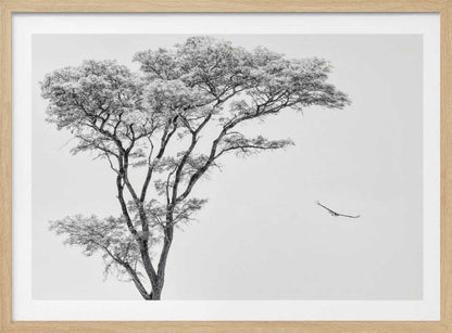 Black and white photograph of a large tree with a single bird flying against a light sky, nature wall art.