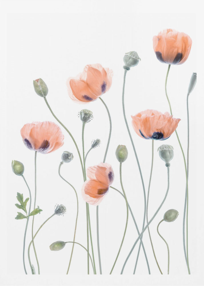 Poppies - Poster / Art Print