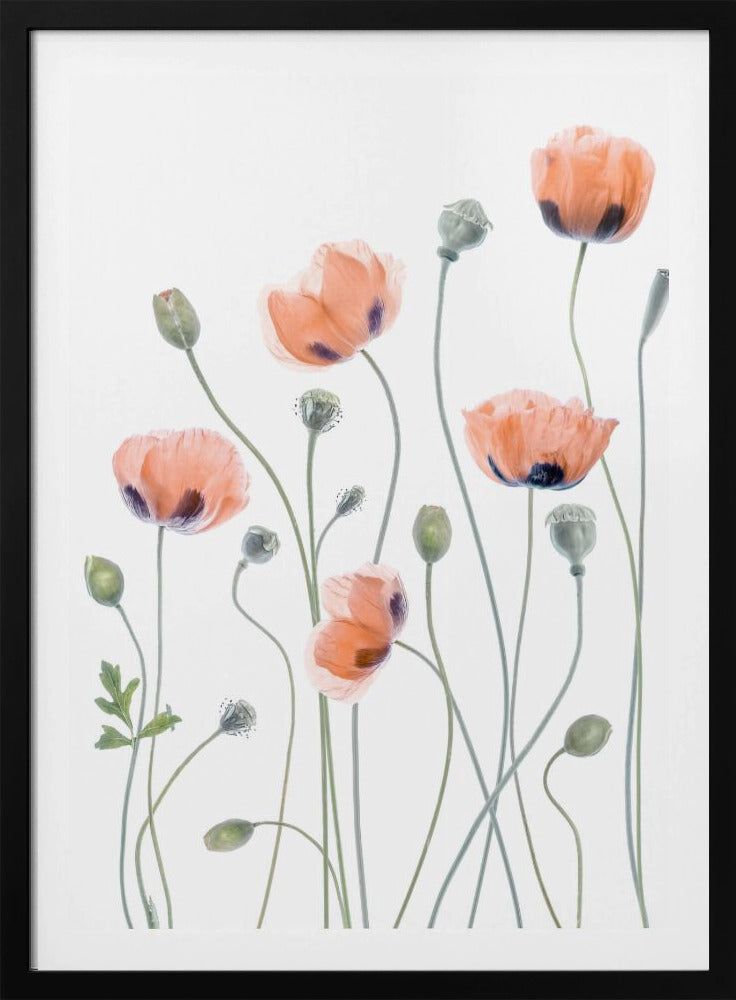 Poppies - Poster / Art Print