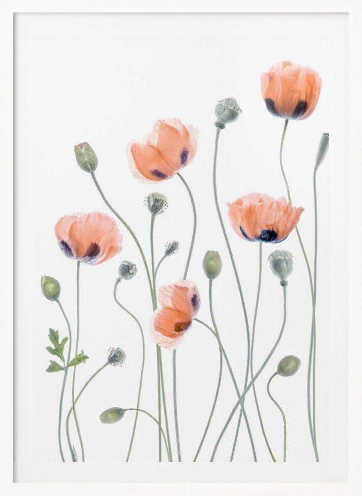 Poppies - Poster / Art Print
