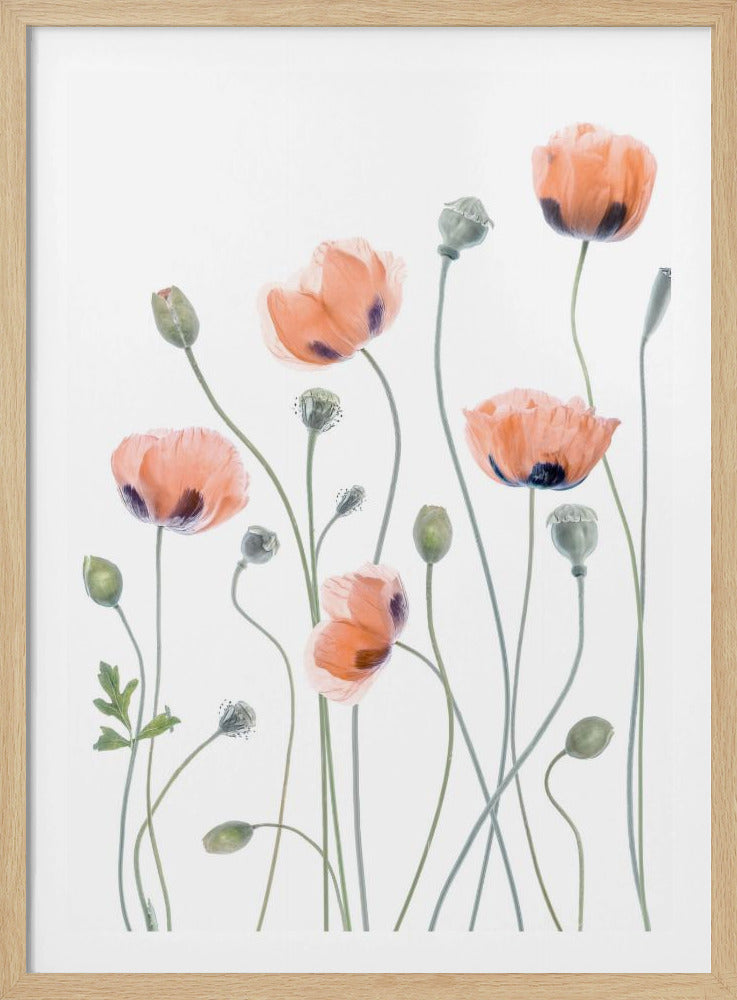 Poppies - Poster / Art Print