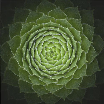 Succulent - Poster / Art Print