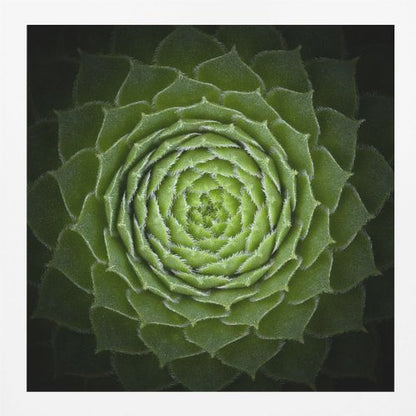 Succulent - Poster / Art Print