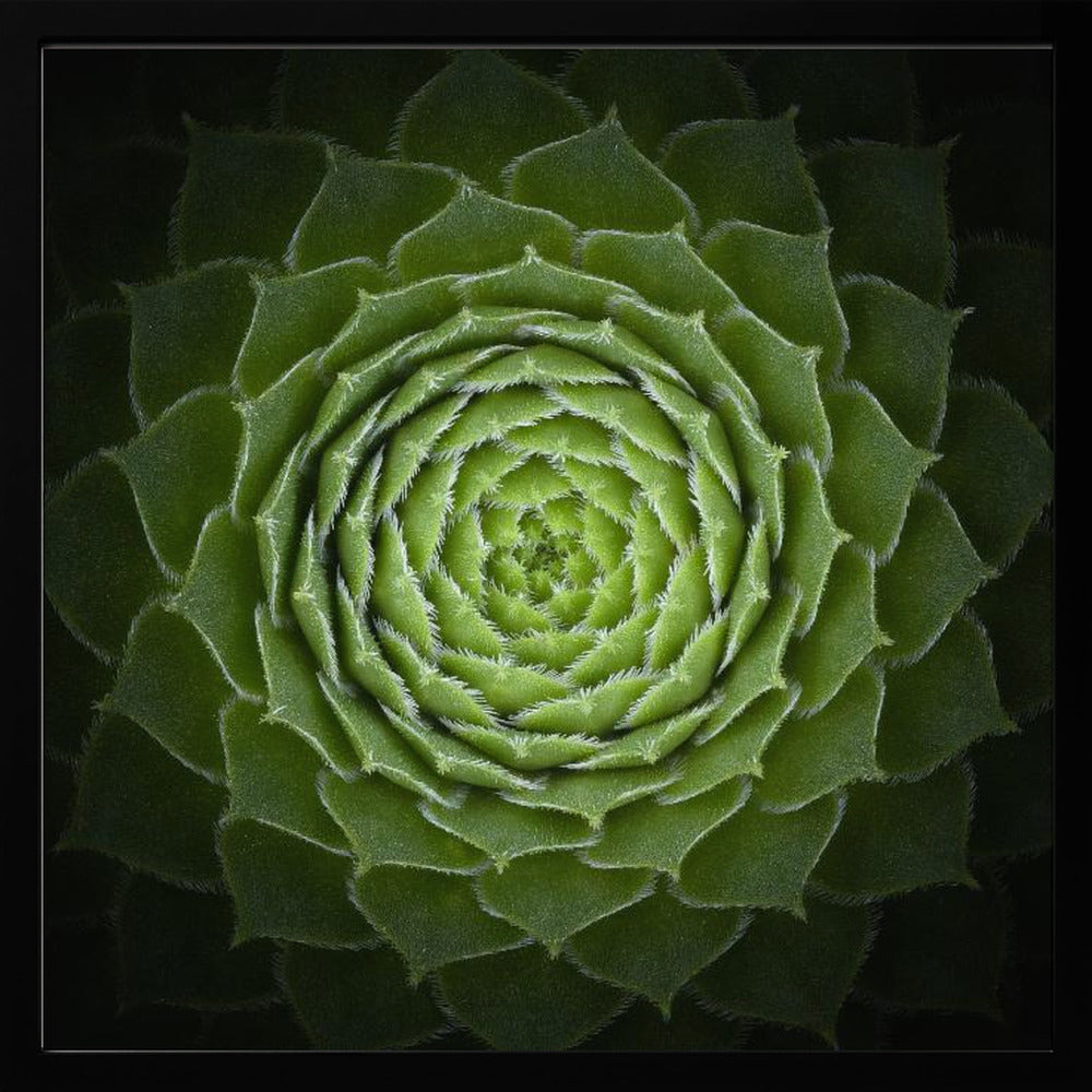 Succulent - Poster / Art Print
