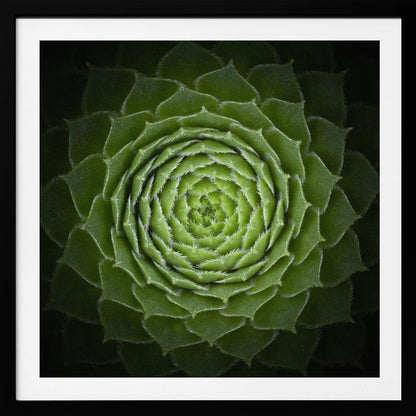 Succulent - Poster / Art Print