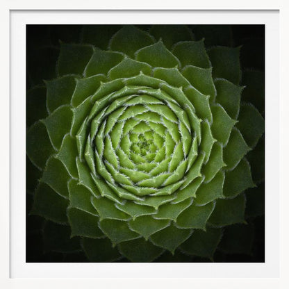 Succulent - Poster / Art Print