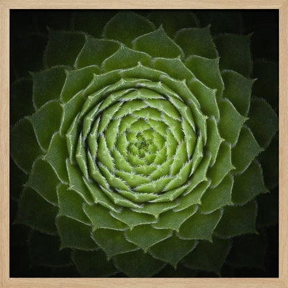 Succulent - Poster / Art Print