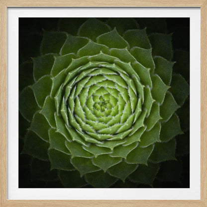 Succulent - Poster / Art Print