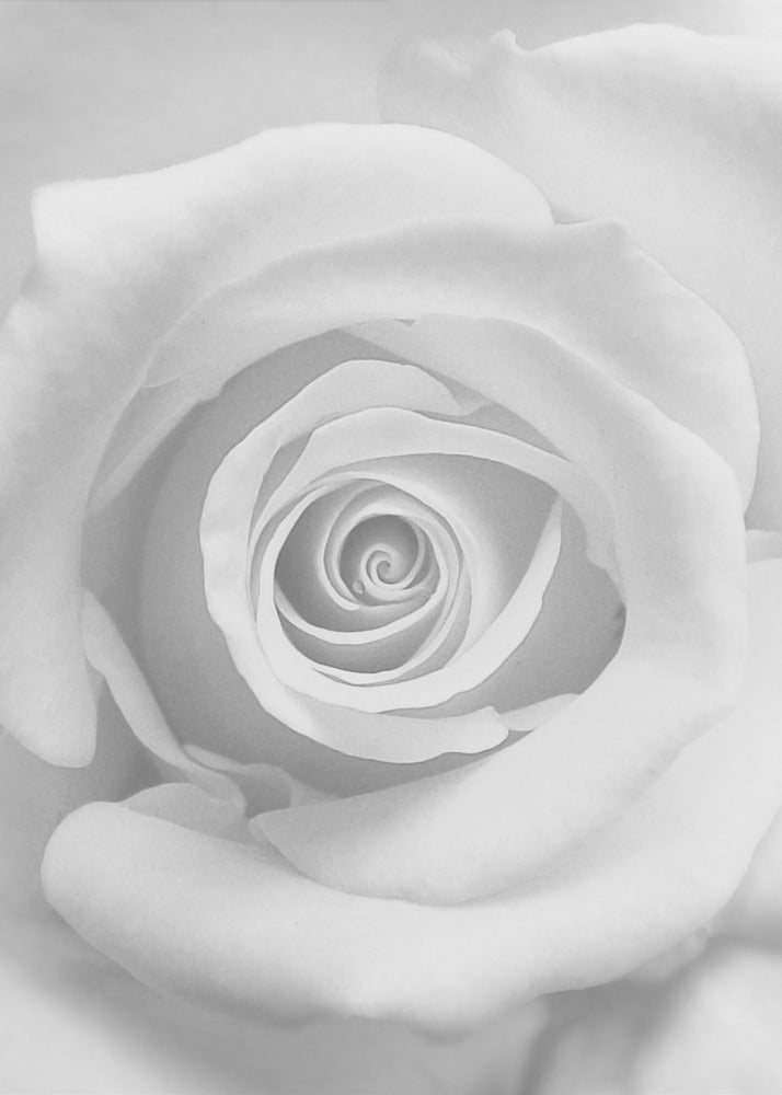 The Rose - Poster / Art Print